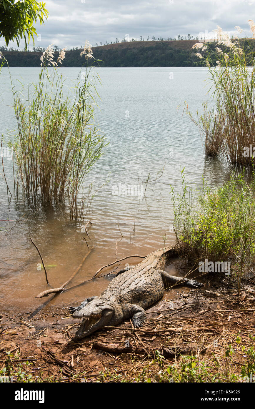 Madagascar, Near Moramanga, Mandraka, Crocodile (Crocodylus Niloticus Cp  Stock Photo - Alamy