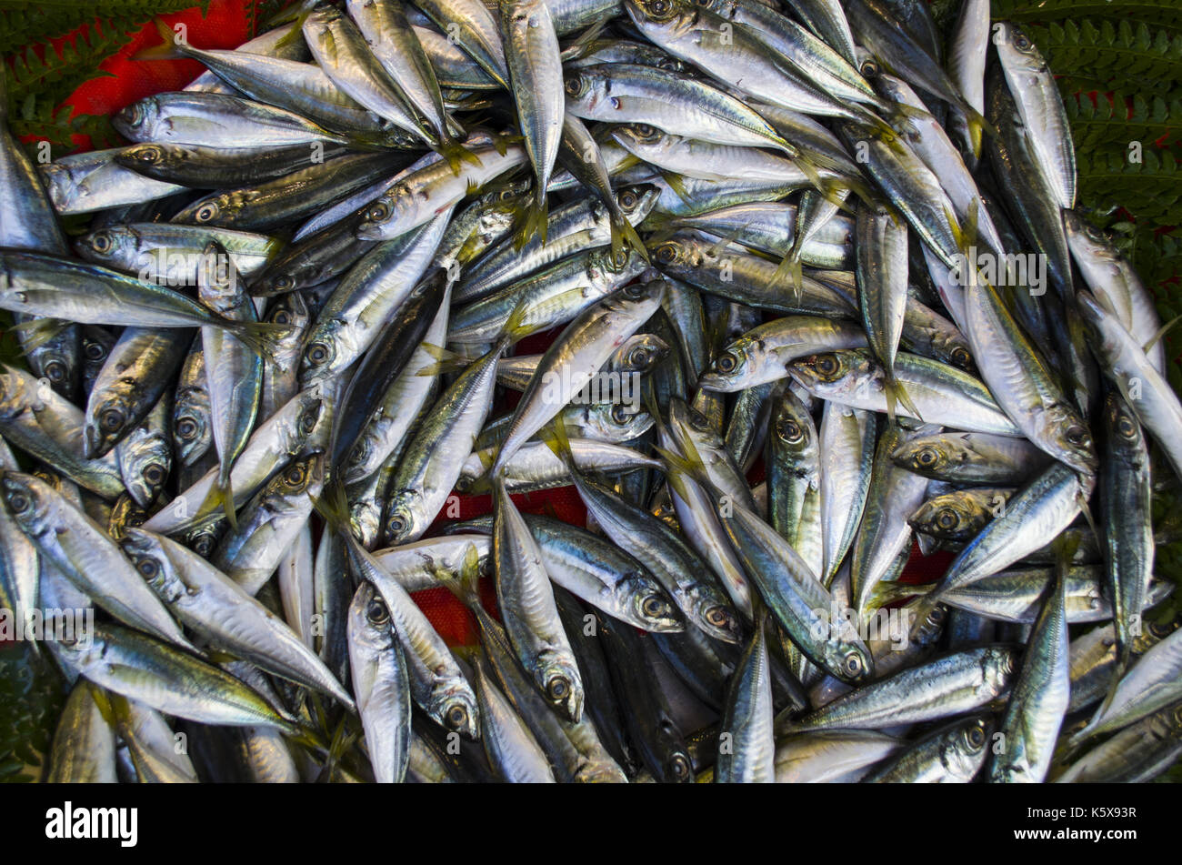horse mackerel fish Stock Photo - Alamy