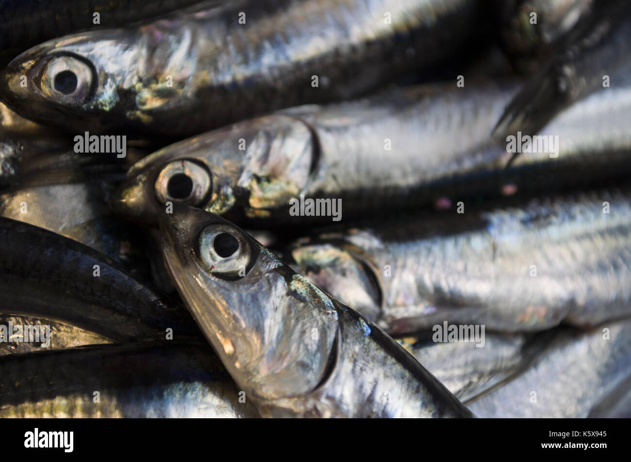 Fresh anchovy Stock Photo Alamy