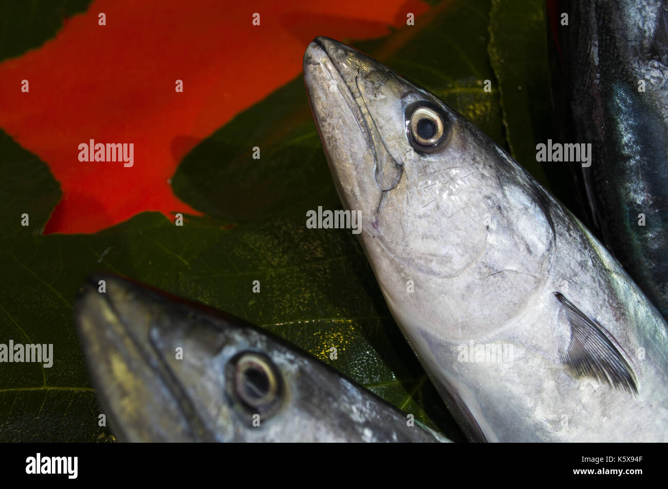 fresh bonito fish Stock Photo