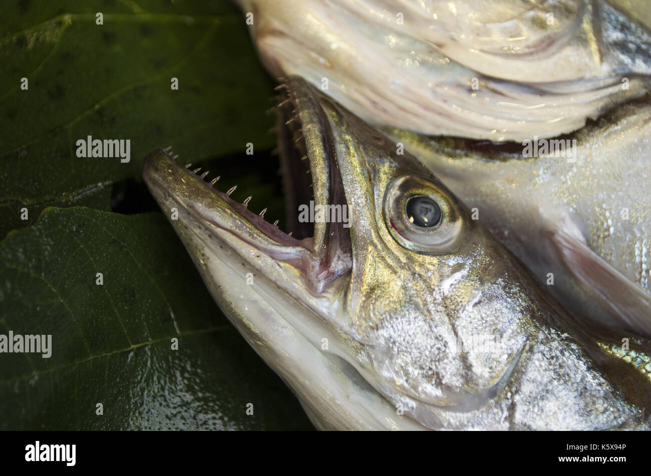 fresh hake fish. Merluccius merluccius Stock Photo