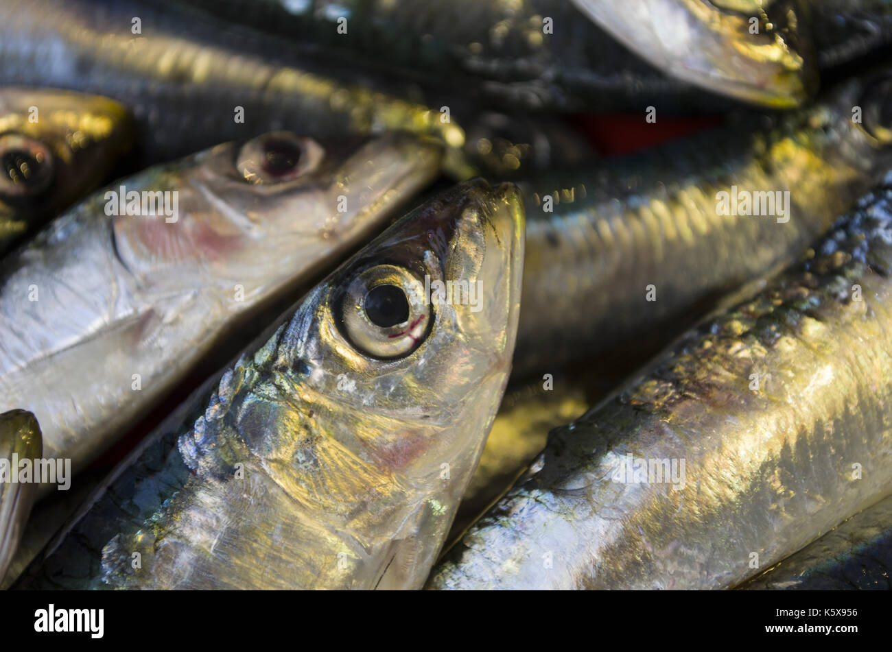 Whole fresh sardines hires stock photography and images Alamy