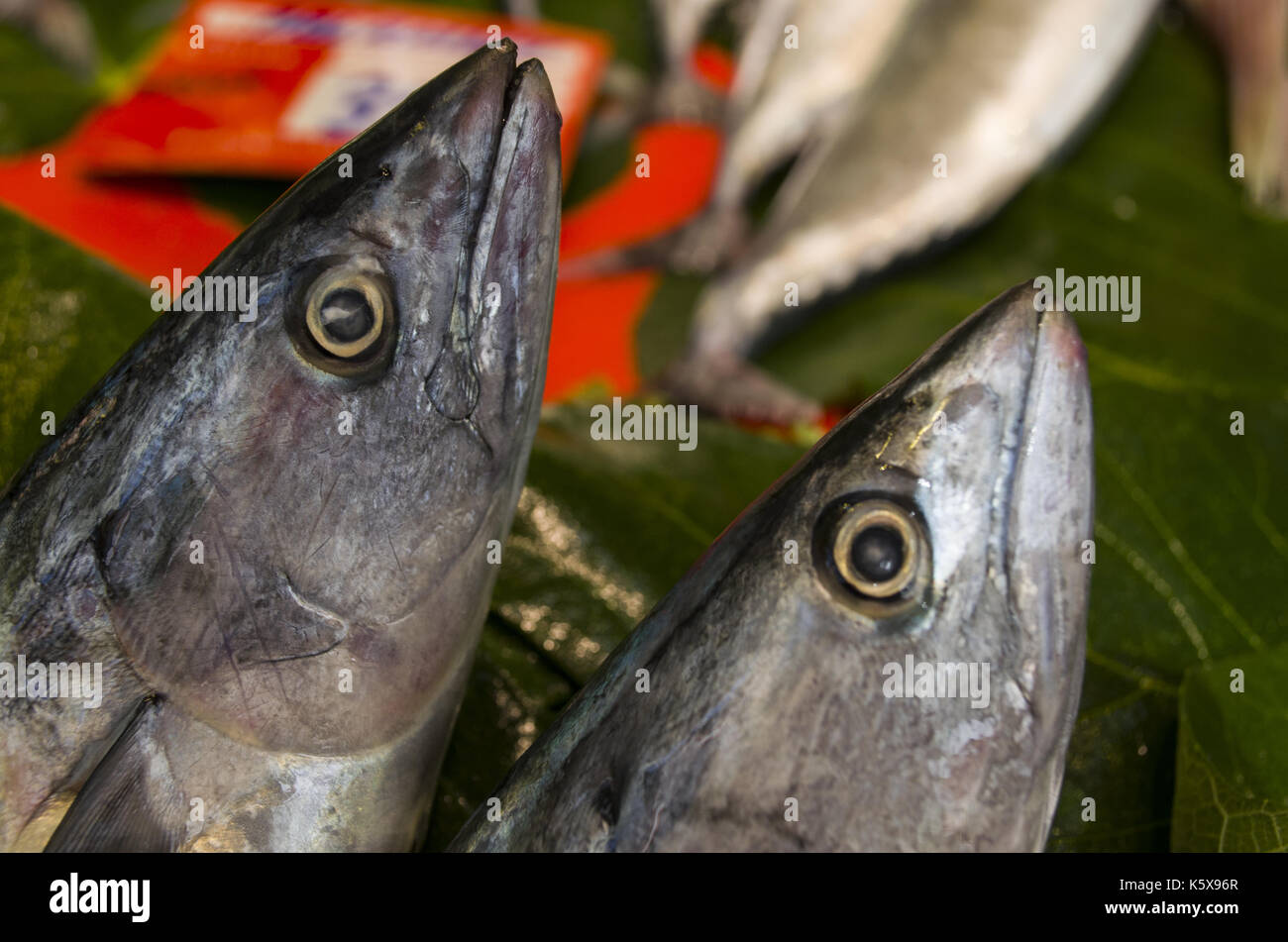 fresh two bonito fish Stock Photo