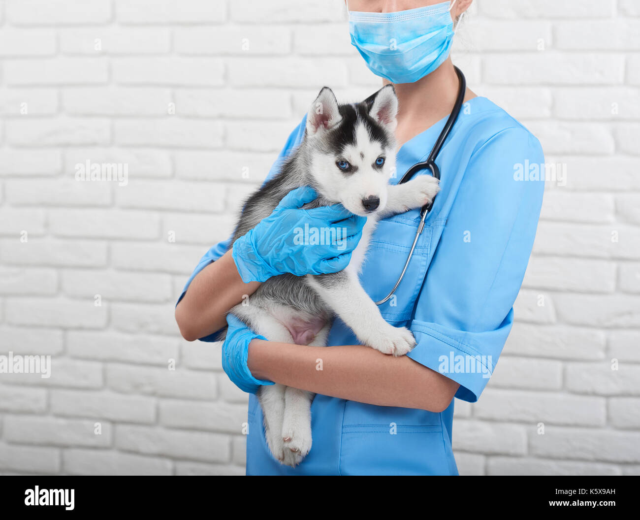 Veterinarian examining little husky puppy Stock Photo - Alamy