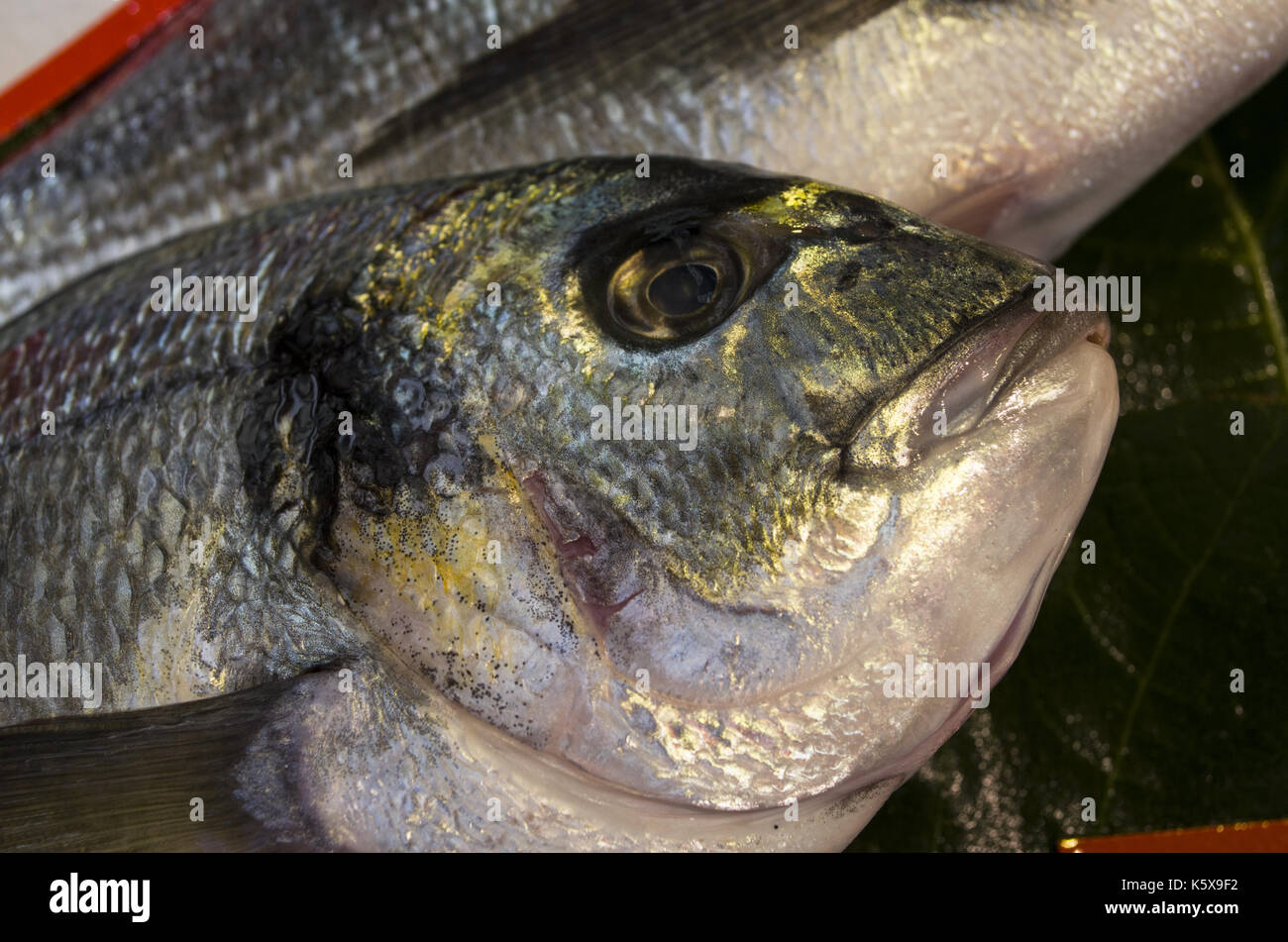 Sea bream fish close up Stock Photo Alamy Sea bream fish close up Stock Photo Alamy