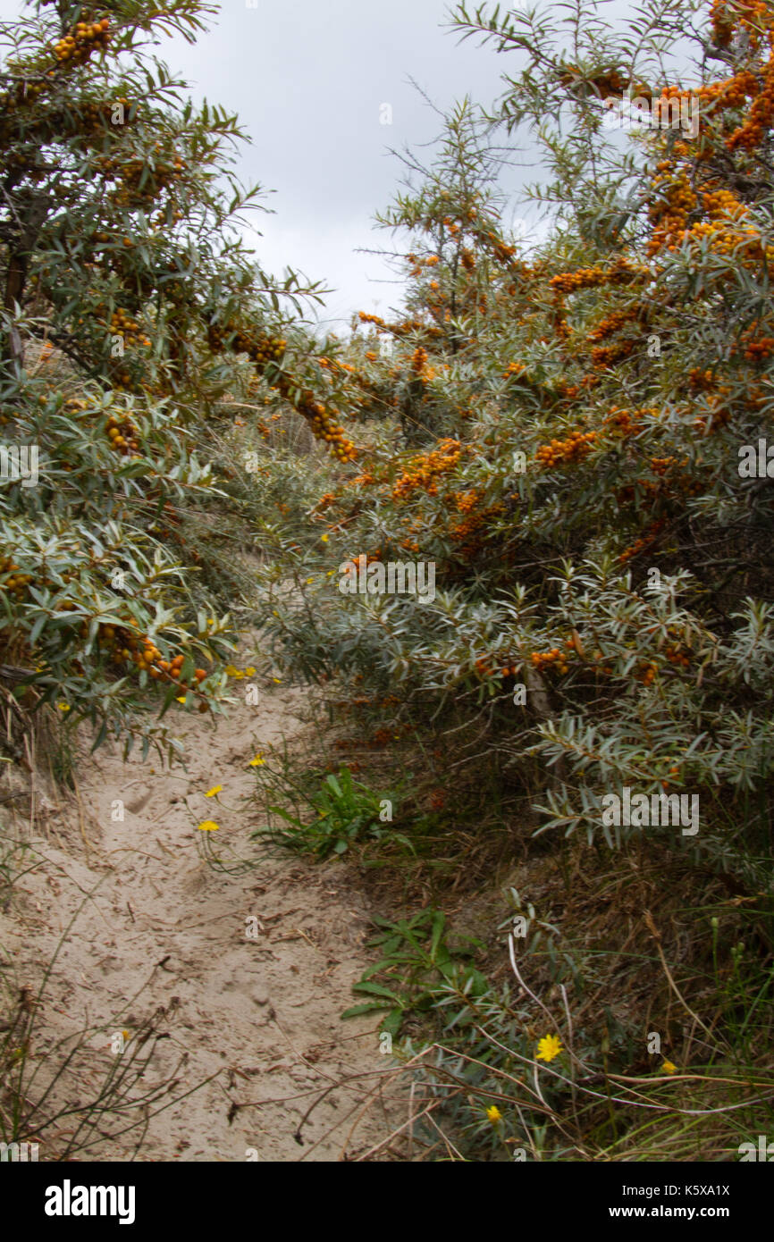 Path through prickly bushes of Common sea buckthorn with ripe orange berries Stock Photo