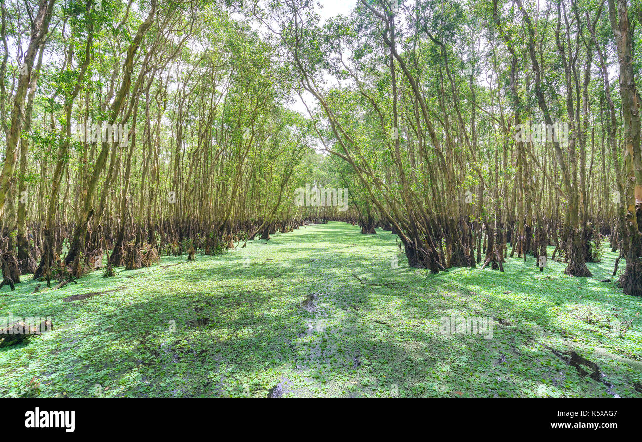 Cajeput tree hi-res stock photography and images - Alamy