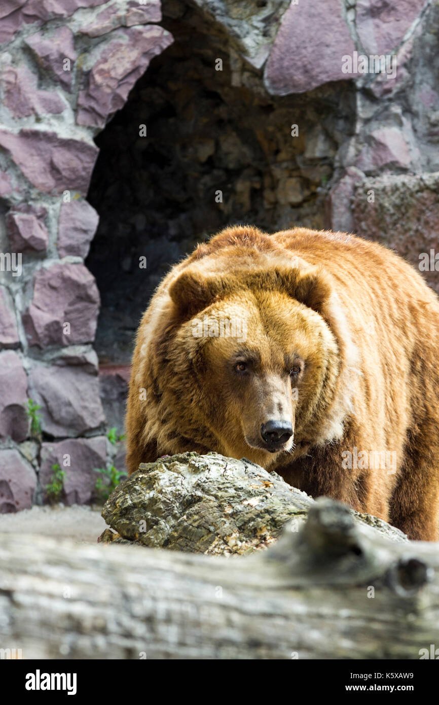 The brown bear came out of the cave Stock Photo