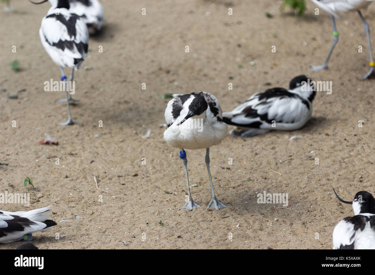 Pied avocet in the Bukle du Baule National Park in the west of Mali Stock Photo