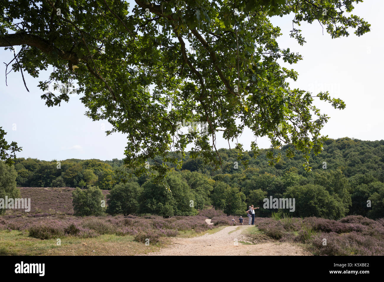 Hiking people admiring the landscape at nature reserve 'Mookerheide' with blooming heath, Netherlands Stock Photo