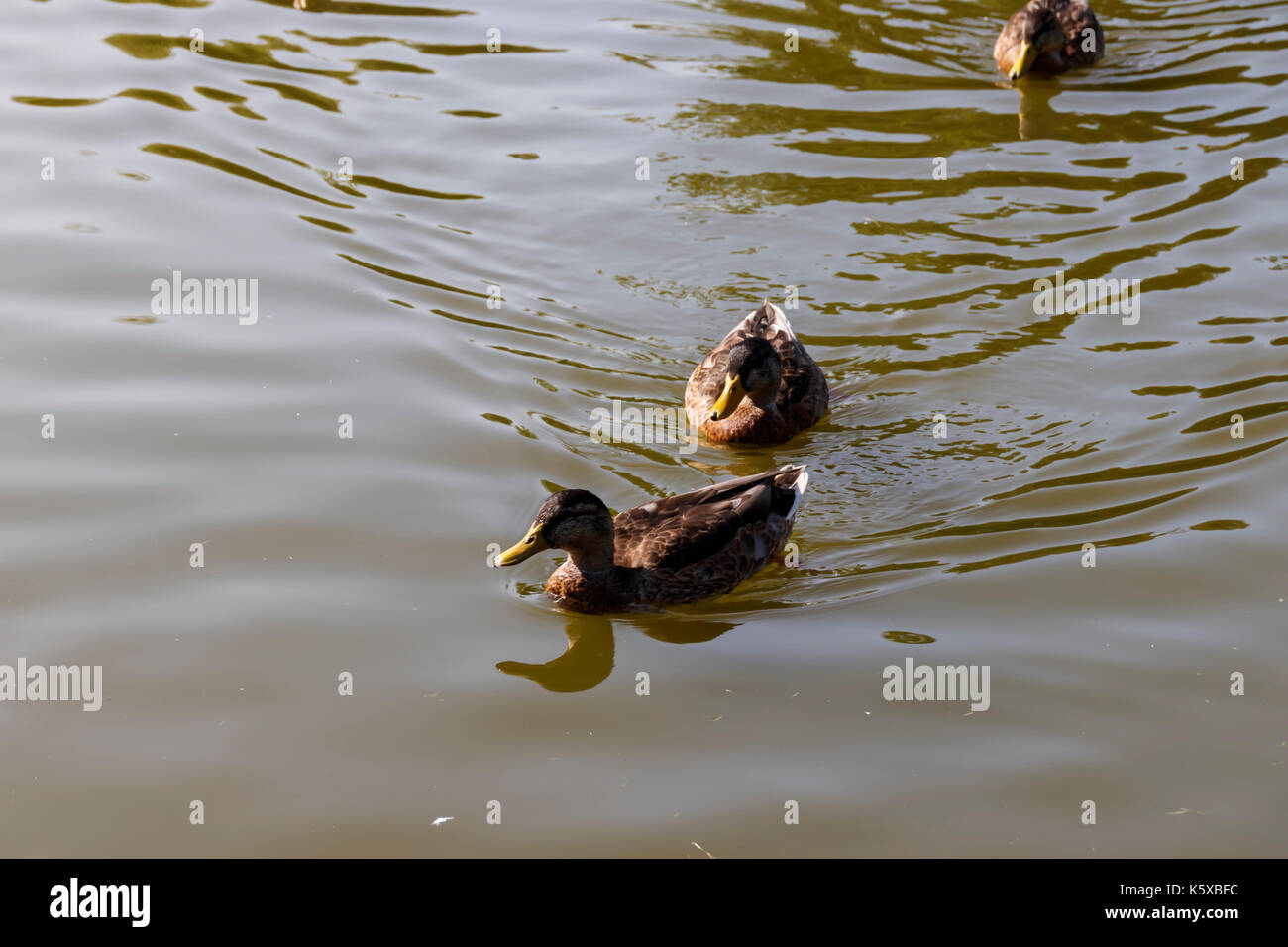 Couple of mallard ducks swim Stock Photo