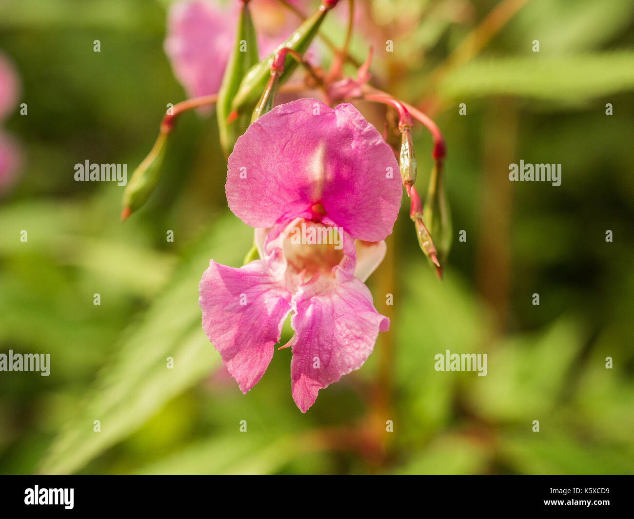 Flower of invasive and fast-growing Himalayan Balsam Stock Photo