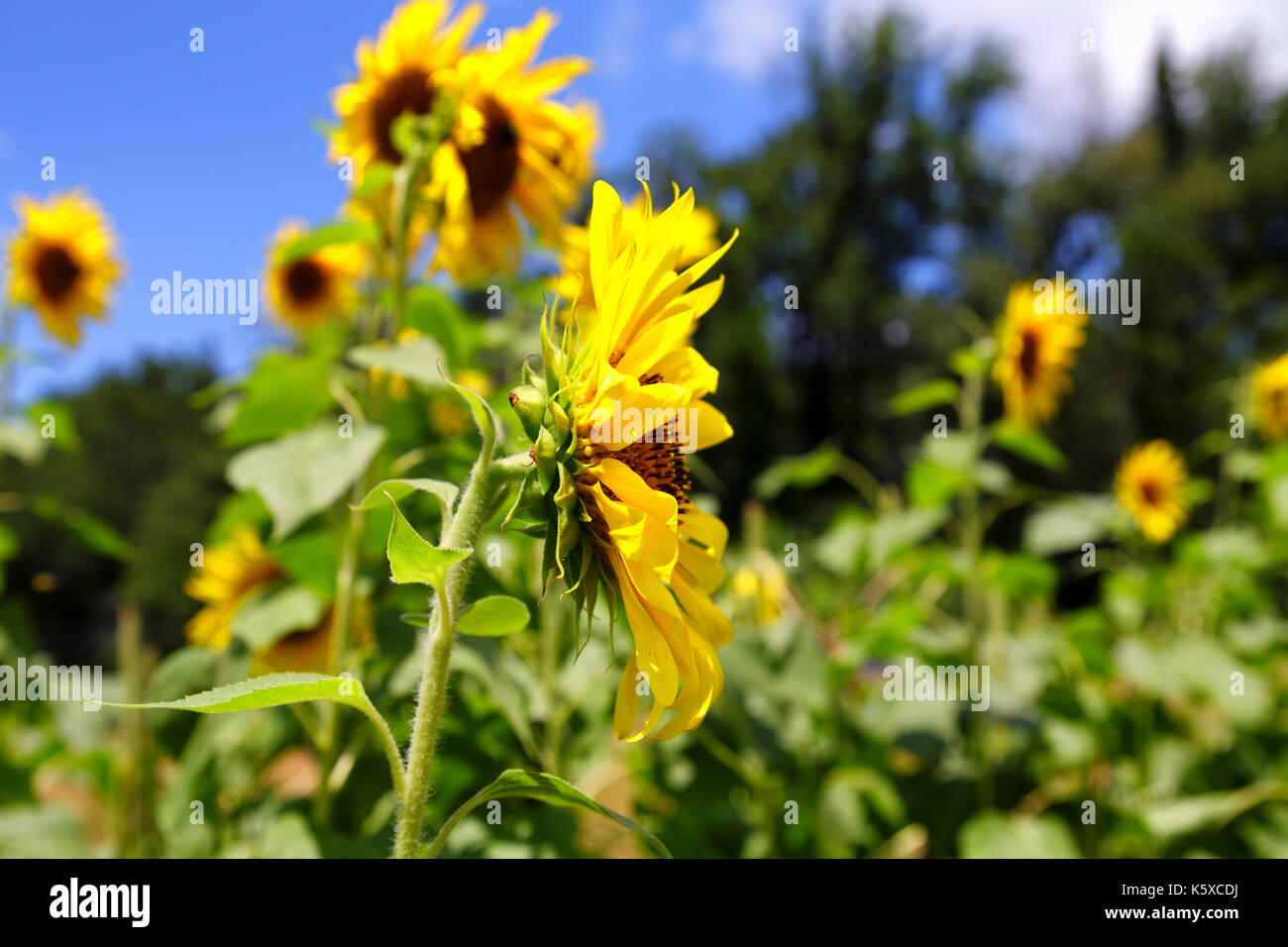 A field of brilliant yellow sunflowers in a sunny, summer field Stock ...
