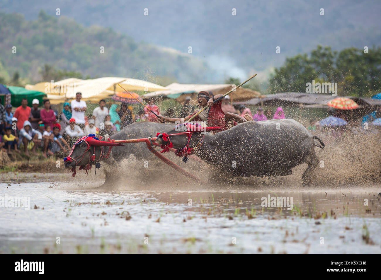 Jereweh, Sumbawa Barat, Indonesia - September 10, 2017: Local buffalo race competition held on Sumbawa in Jereweh, Indonesia on September 10,  2017. Stock Photo