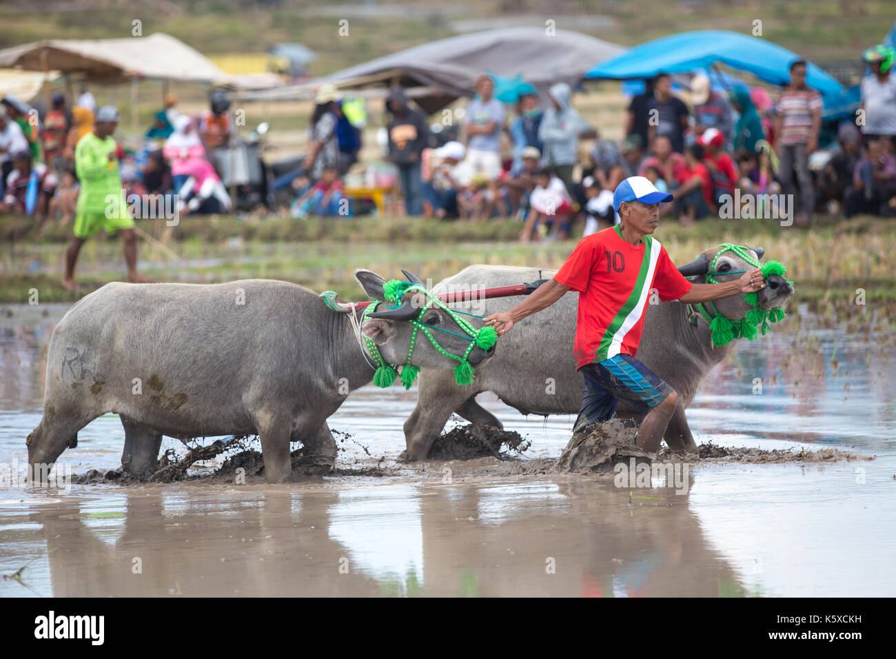 Jereweh, Sumbawa Barat, Indonesia - September 10, 2017: Local buffalo race competition held on Sumbawa in Jereweh, Indonesia on September 10,  2017. Stock Photo