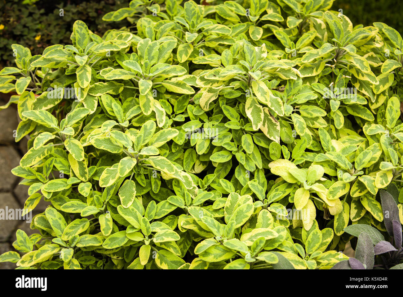 Herbs used in the kitchen: Sage (Salvia officinalis aurea). The concept of  healthy balanced meals Stock Photo - Alamy
