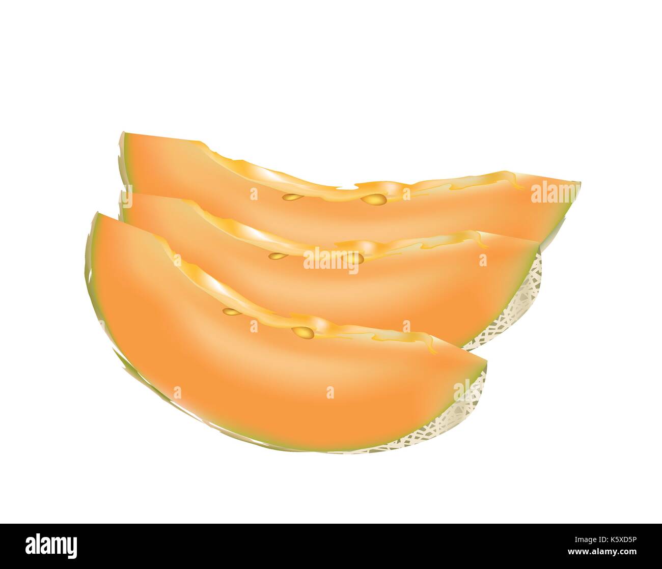 Cantaloupe melon isolated Stock Vector Image & Art Alamy