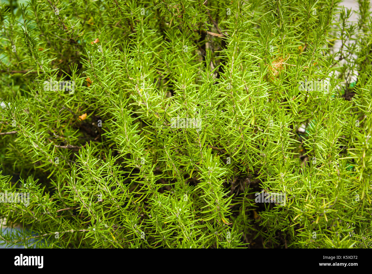 Herbs used in the kitchen: Rosemary (Rosmarinus officinalis). The concept of healthy balanced meals. Stock Photo