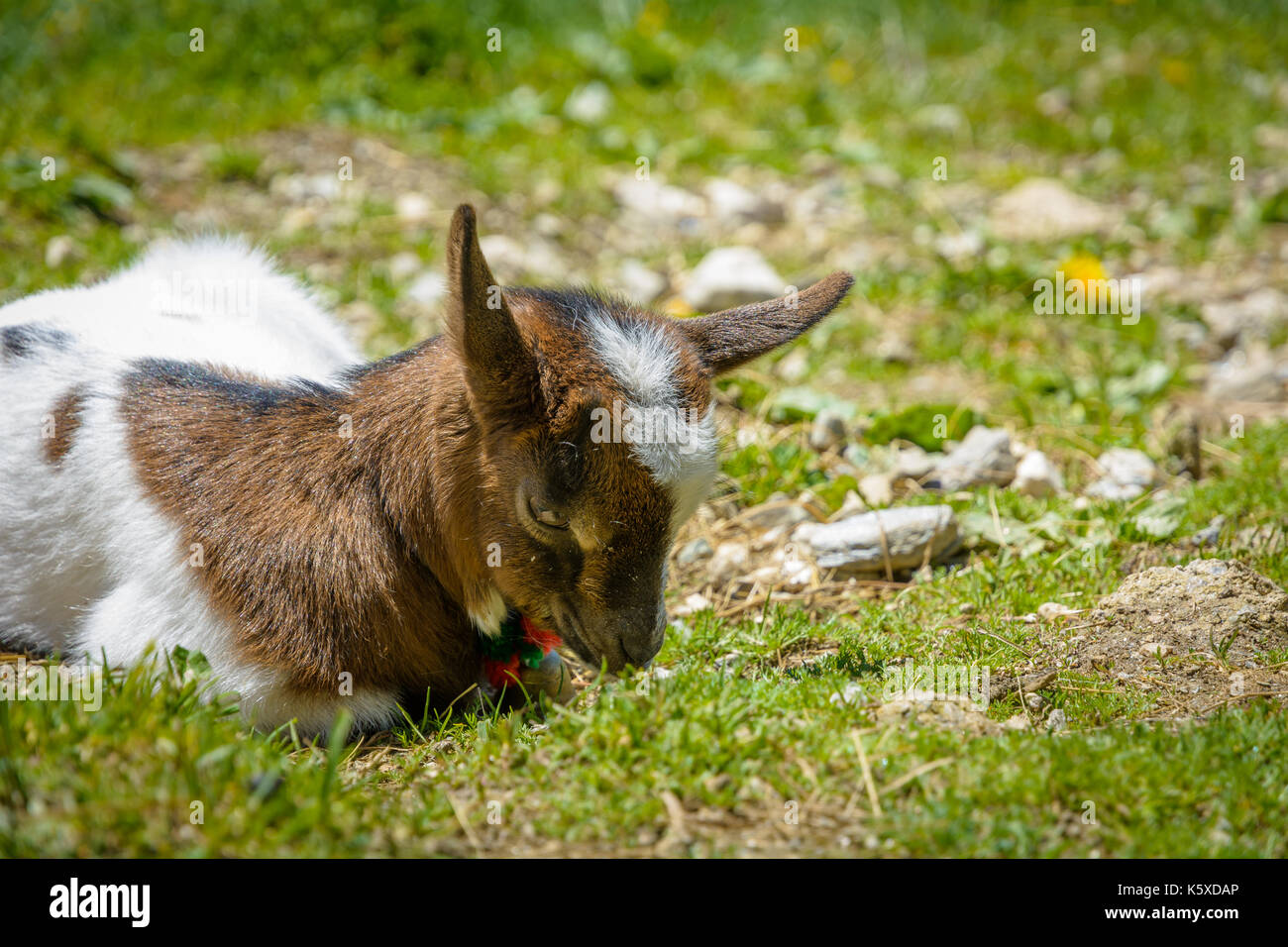 a young goat resting on the green grass. selective focus Stock Photo