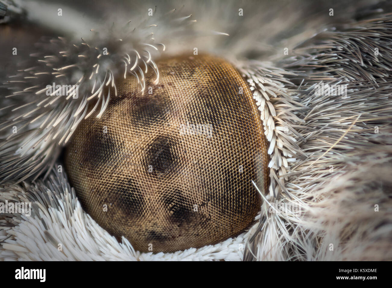 detail of eye of moth macro or micro photography Stock Photo