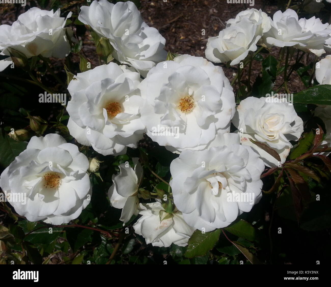Iceberg Roses Stock Photo Alamy