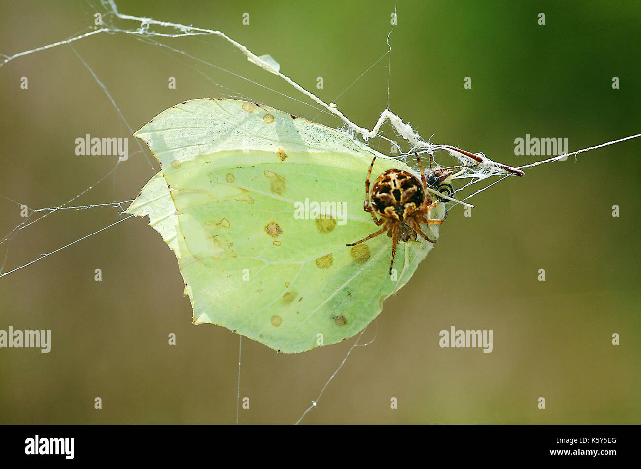 Gorse Orbweever spider (Agalenatea redii) With prey Stock Photo