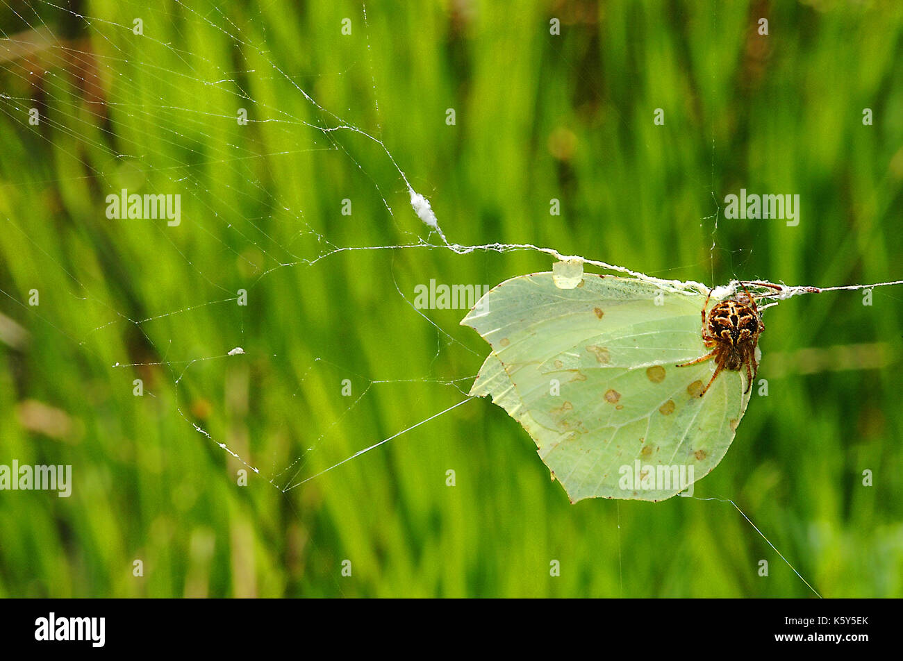 Gorse Orbweever spider (Agalenatea redii) With captured Brimstone butterfly Stock Photo