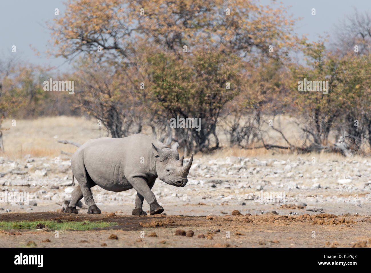 Namibias national animal hi-res stock photography and images - Alamy