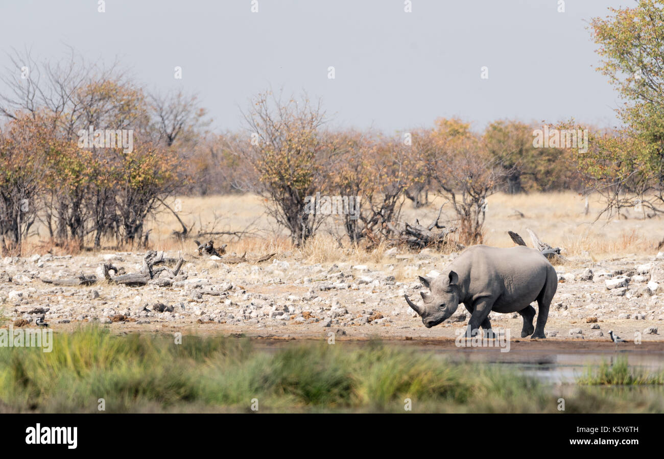 Namibias national animal hi-res stock photography and images - Alamy