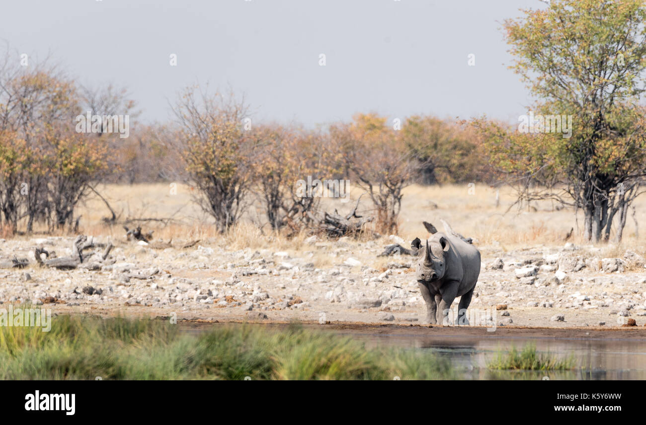 Namibias national animal hi-res stock photography and images - Alamy