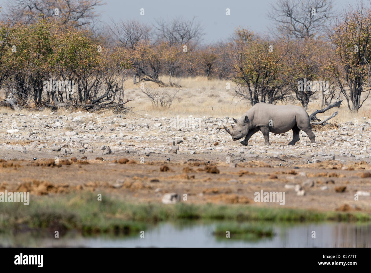 Namibias national animal hi-res stock photography and images - Alamy