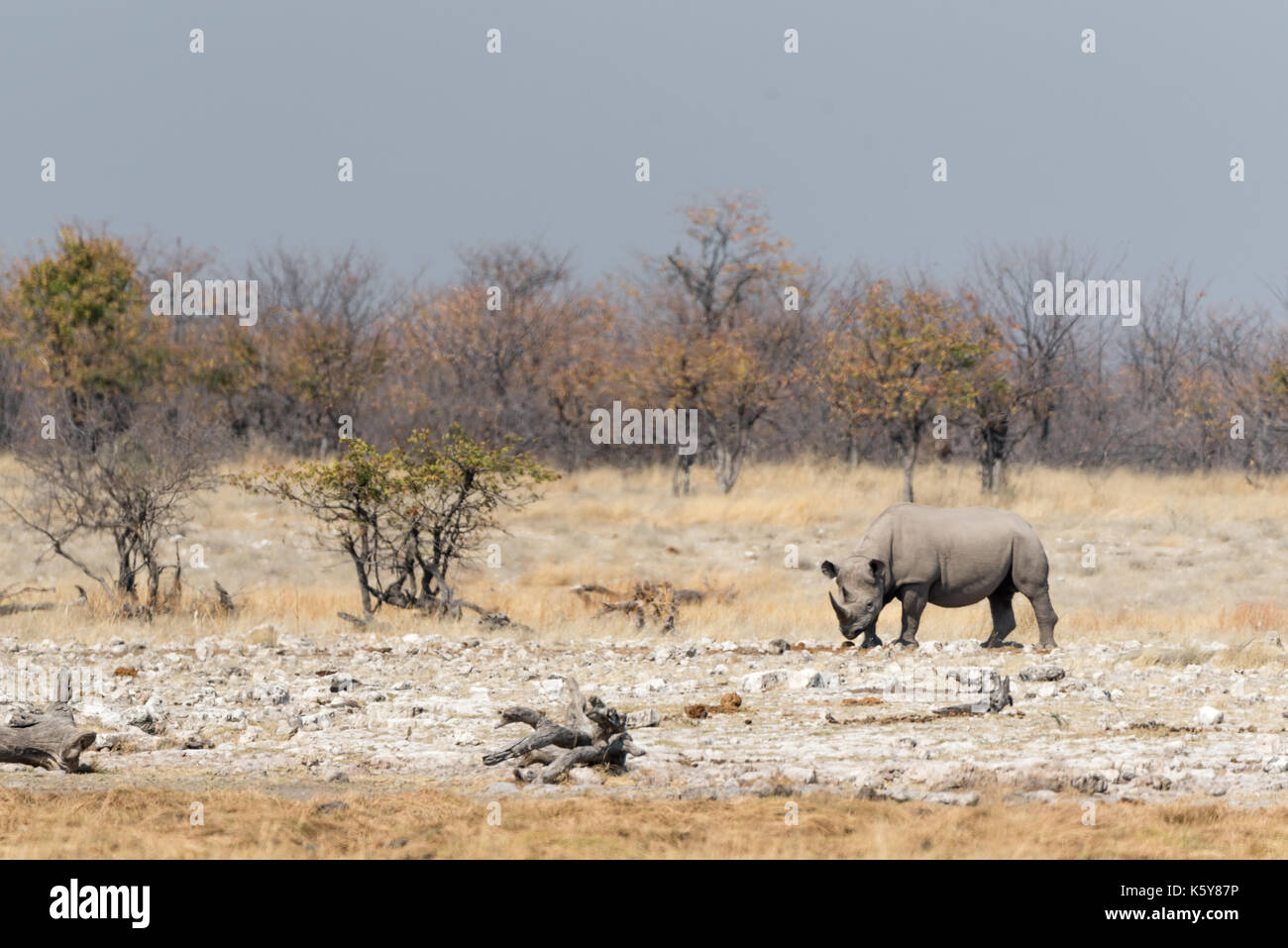 Namibias national animal hi-res stock photography and images - Alamy