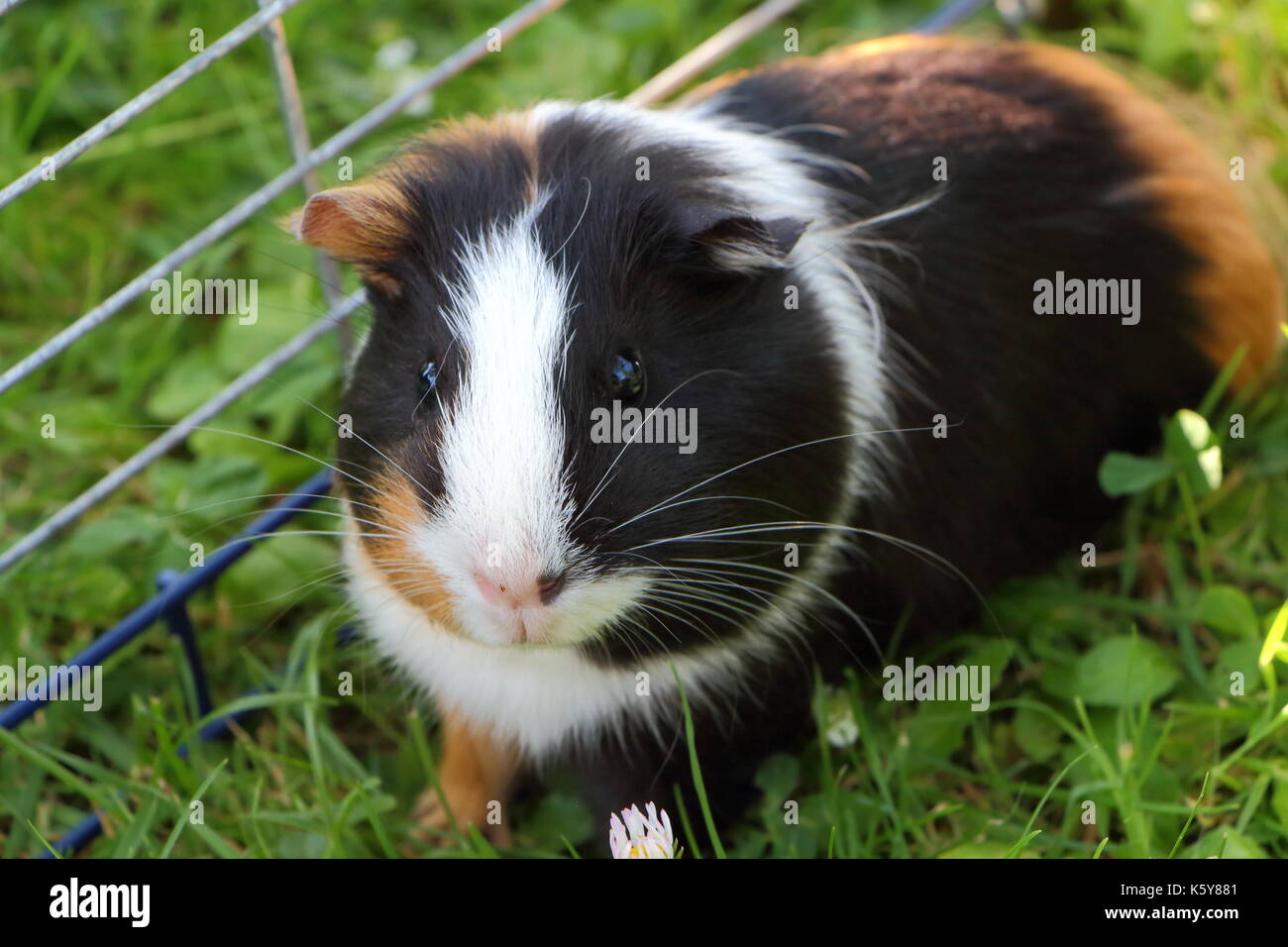 Guinea pig in grass under a wire fencing in a garden Stock Photo