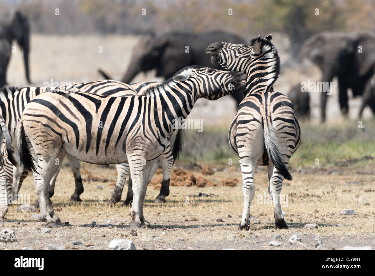 Zebras fighting in Namibia's Etosha National Park Stock Photo