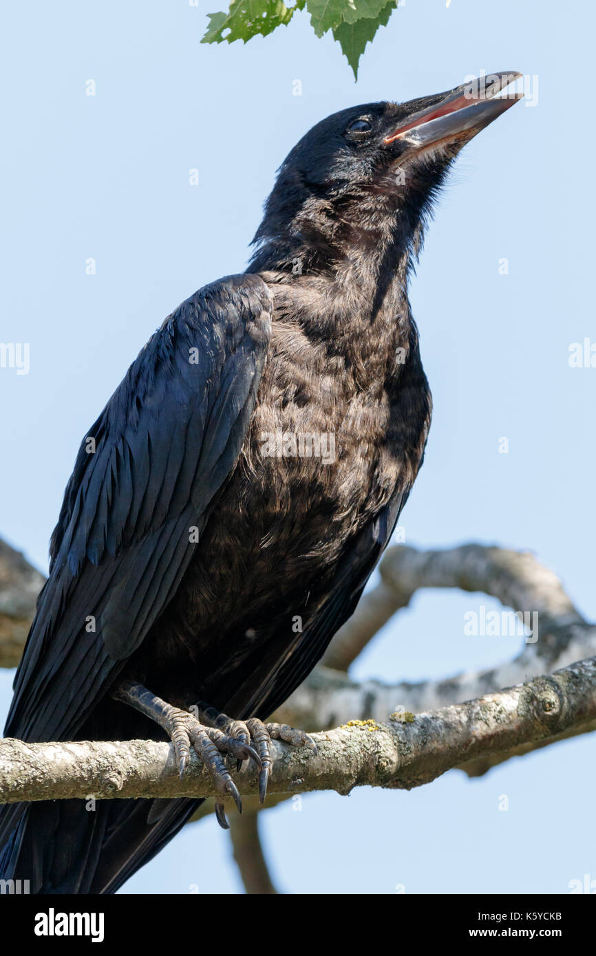 Rook Rook (Corvus frugilegus). Bird Stock Photo - Alamy