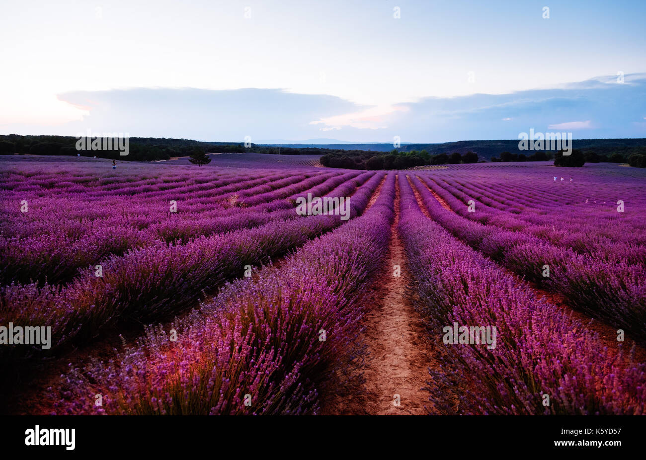 Beautiful image of lavender fields. Summer sunset landscape Stock Photo ...