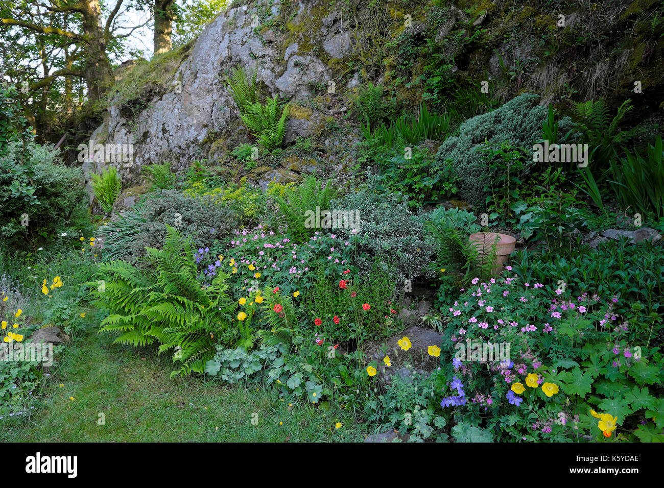 Herbaceous cottage flowers blooming in garden rockery against  rock precipice in spring in rural Carmarthenshire, Wales UK   KATHY DEWITT Stock Photo