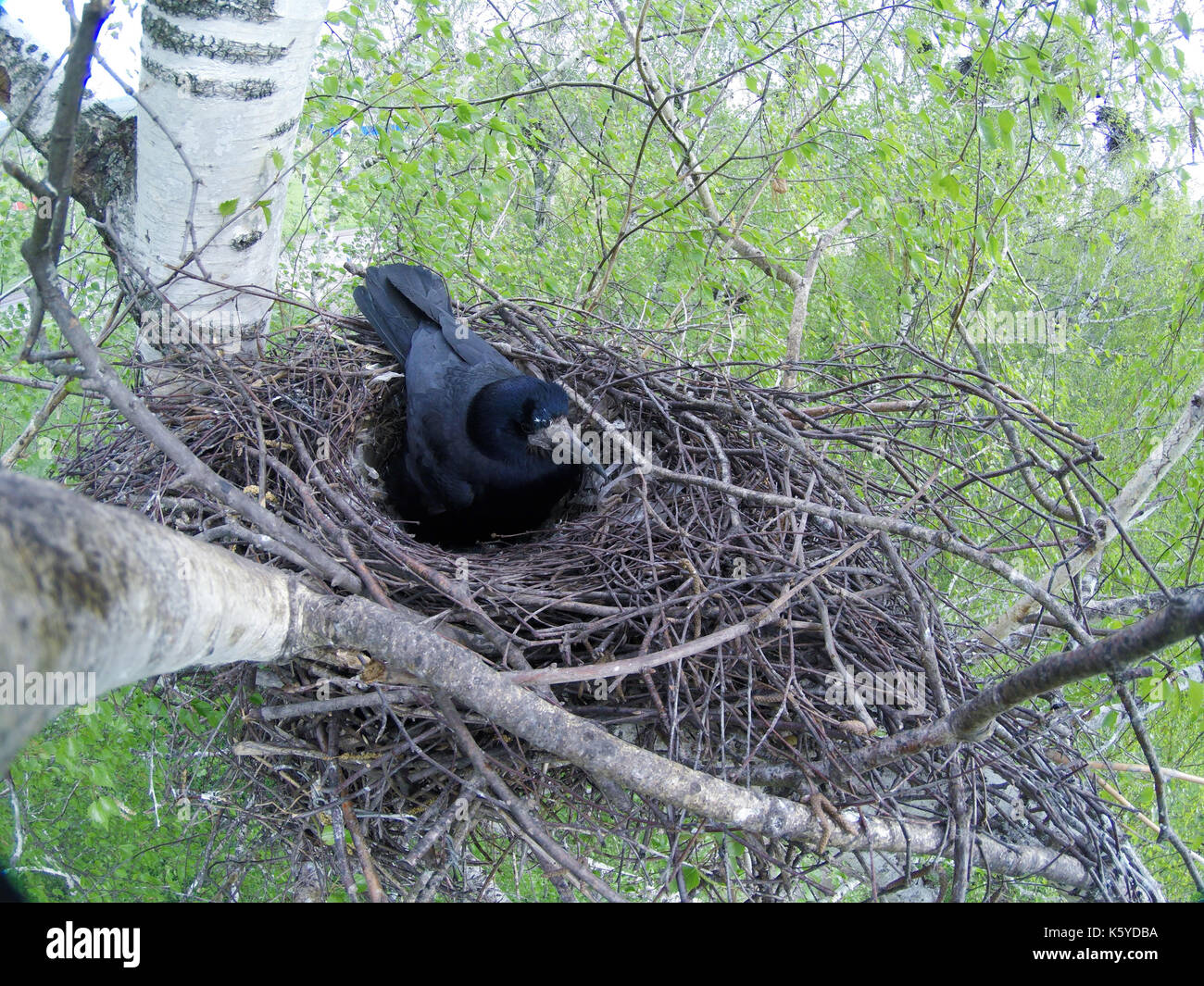 Rook nest hi-res stock photography and images - Alamy