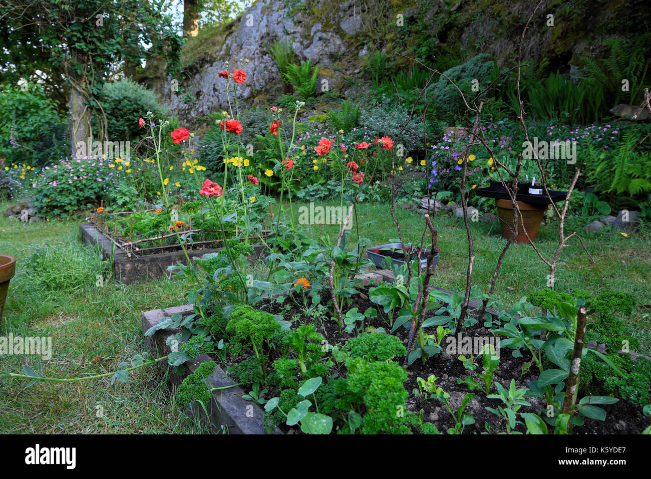 Small country cottage garden with red geum Mrs Bradshaw plants  Welsh poppies, parsley & broad beans growing in raised bed beds Wales UK  KATHY DEWITT Stock Photo