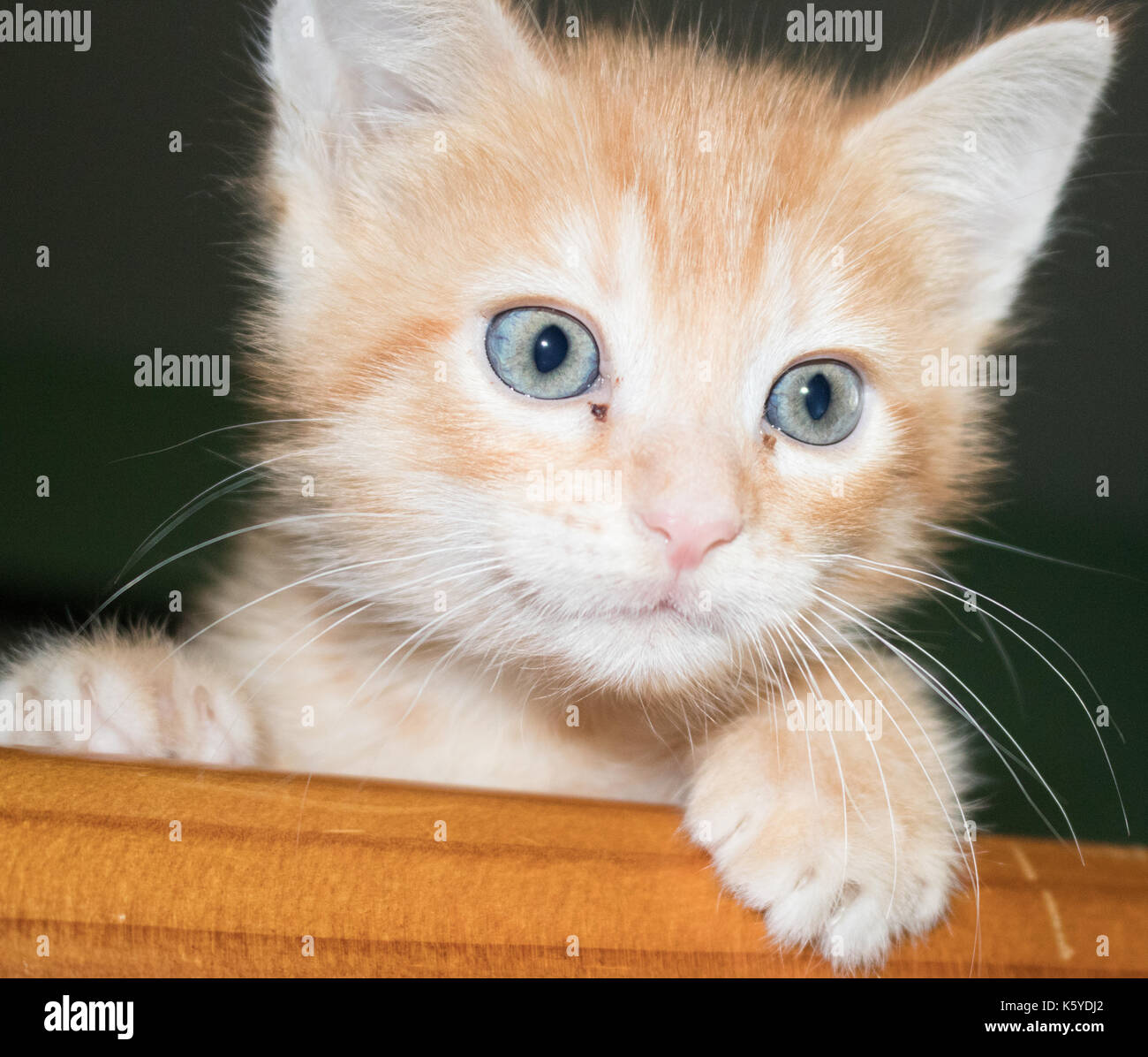 Orange Kitten With Stripes And Blue Eyes Stock Photo Alamy