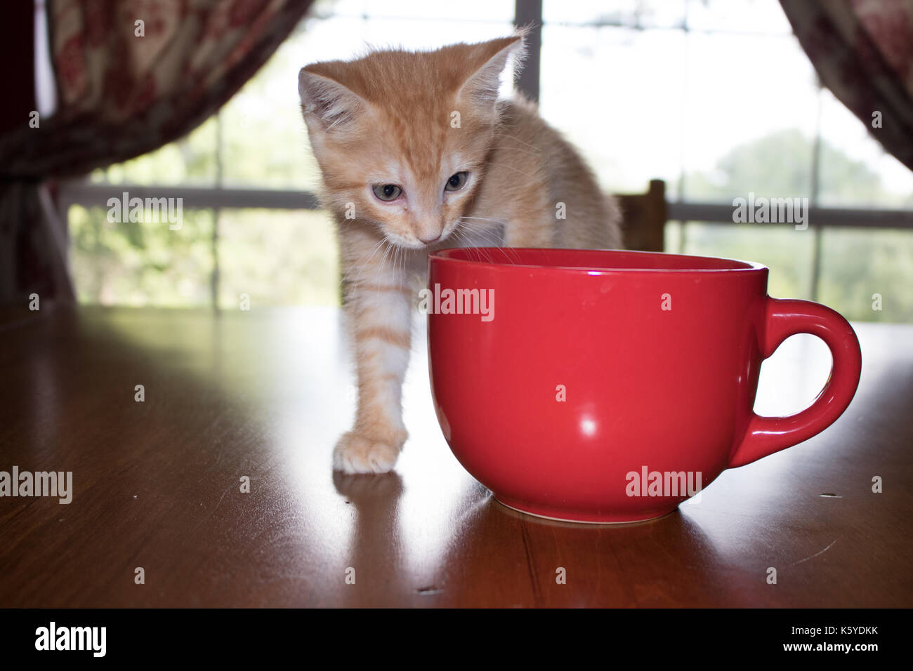 Orange kitten with stripes and blue eyes with large bright red mug. Stock Photo