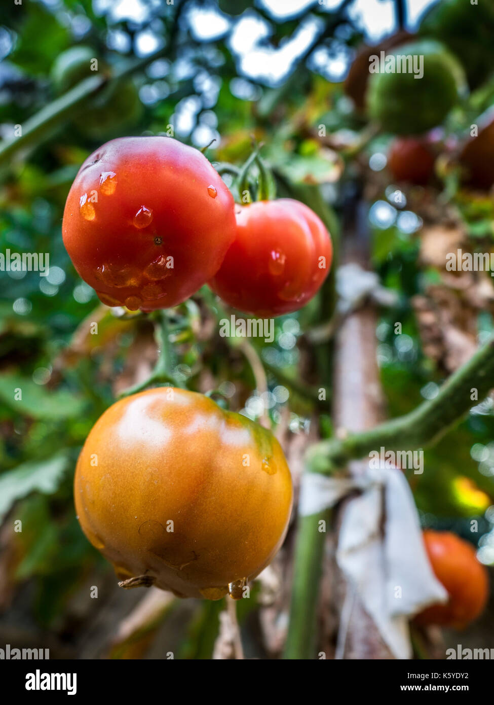 A red tomato on the branch Stock Photo - Alamy