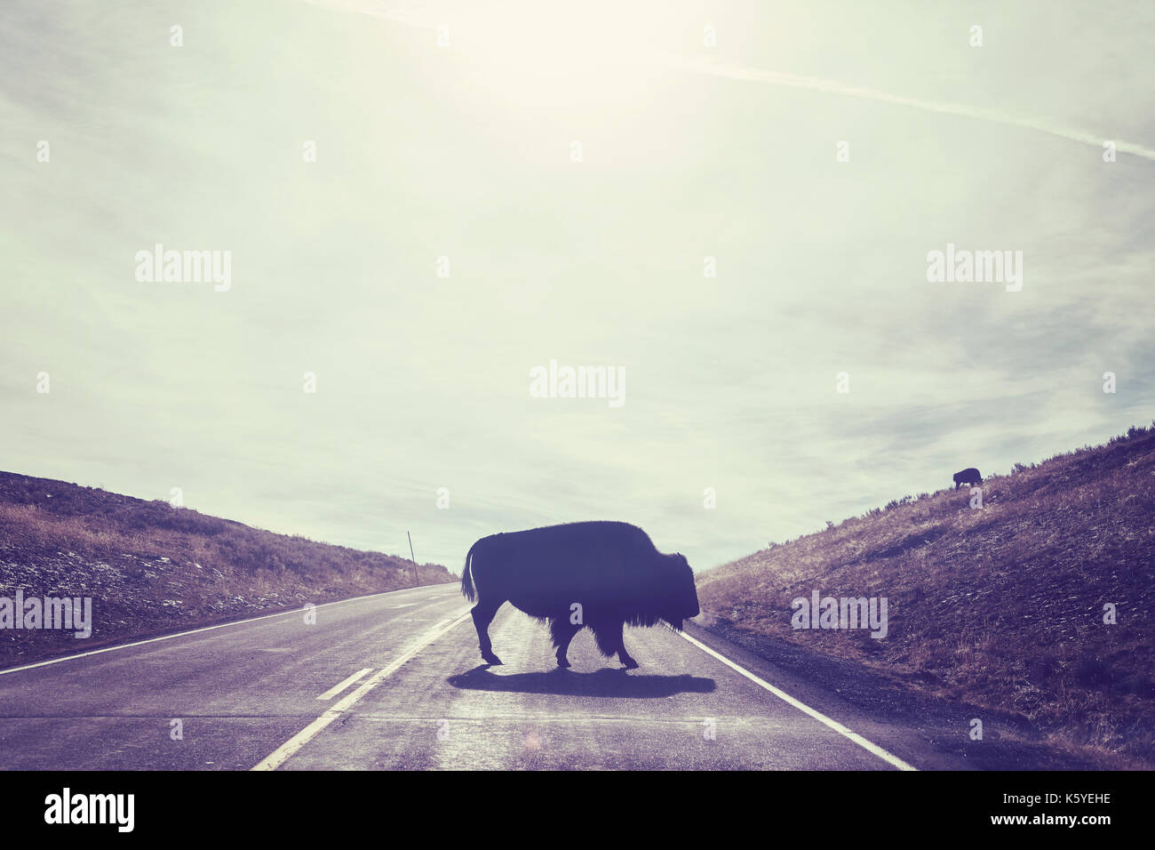 Vintage toned silhouette of American bison crossing road against the sun seen from a car, Yellowstone National Park, Wyoming, USA. Stock Photo