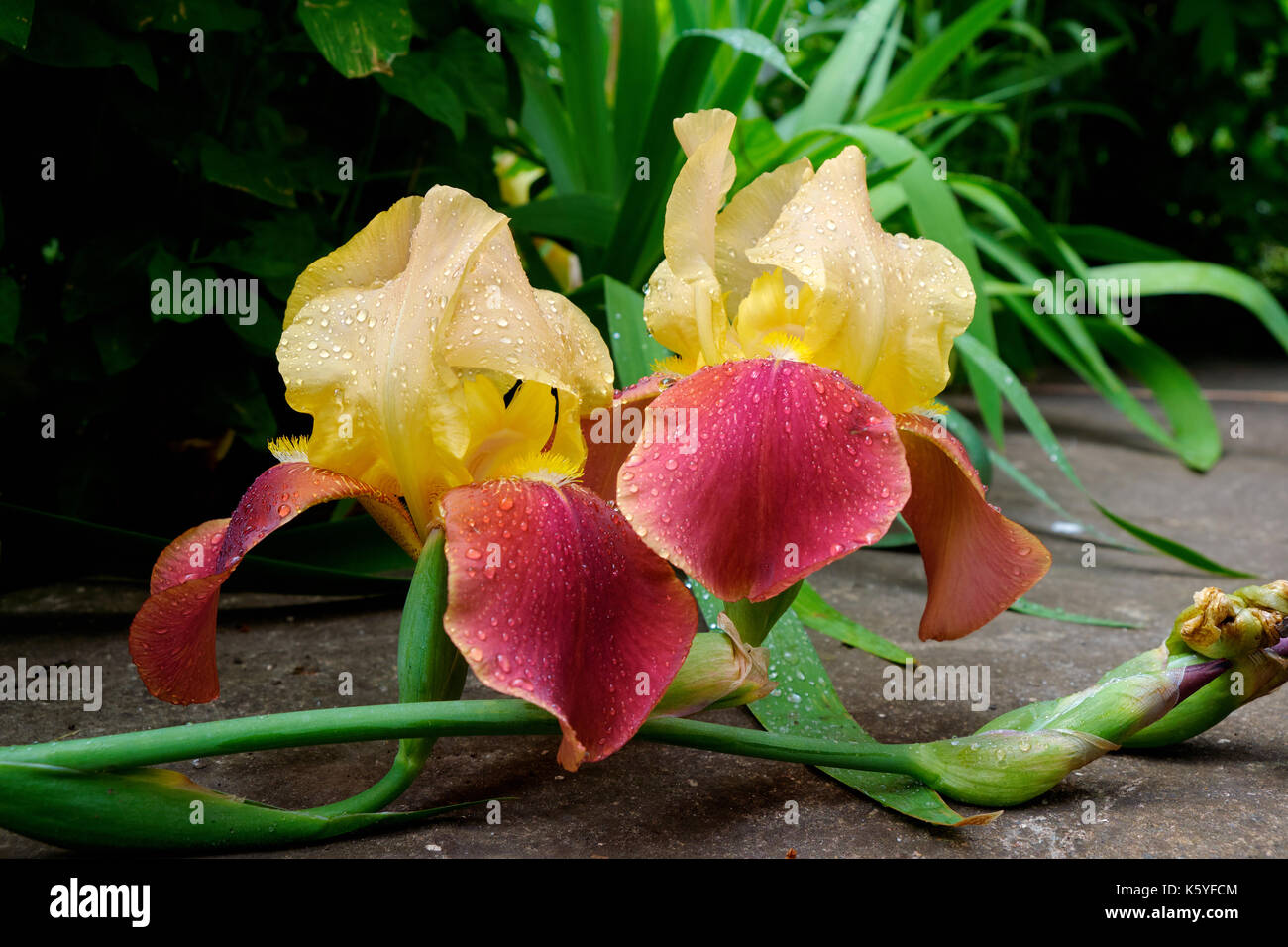 Red yellow blossom iris with water drops laying on the lane in the garden with green plant on the background Stock Photo