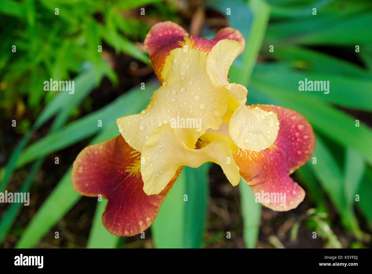 Triangular red yellow iris with water drops against blurry green leaves Stock Photo