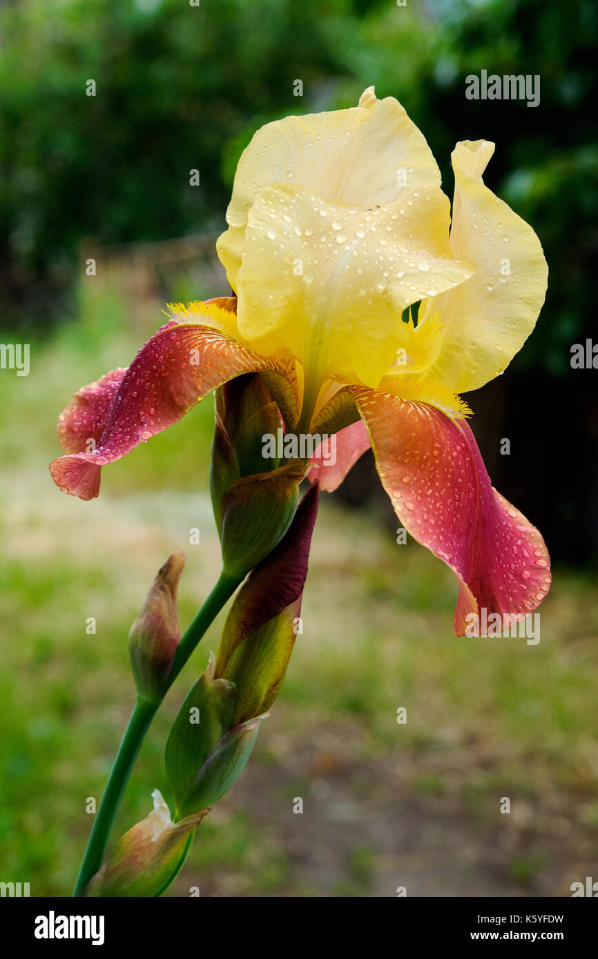 Red yellow blossom iris with water drops on petals standing in the garden on the green stem with blurry background Stock Photo