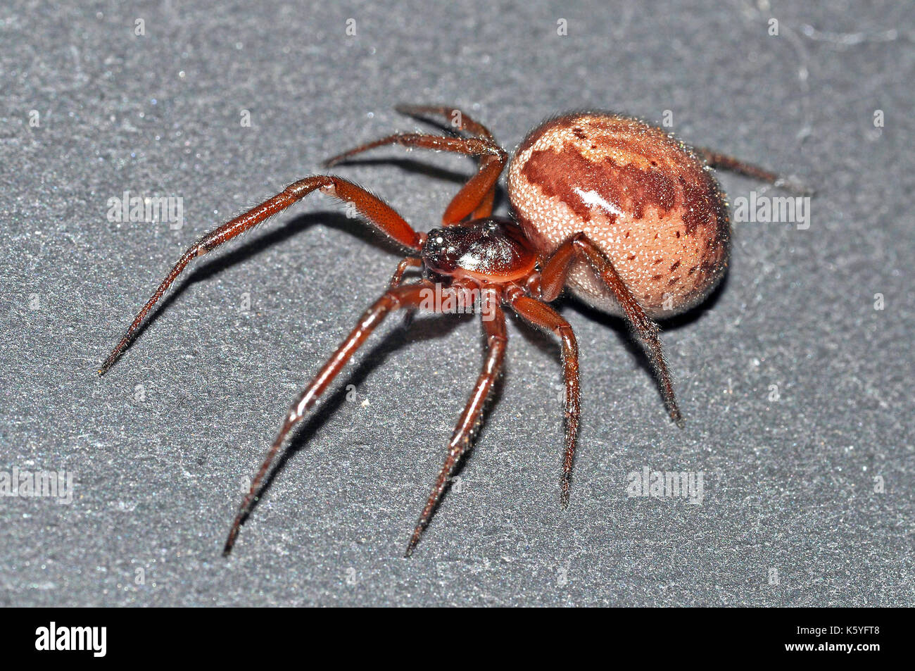 False Black Widow Spider (Steatoda nobilis) female Stock Photo