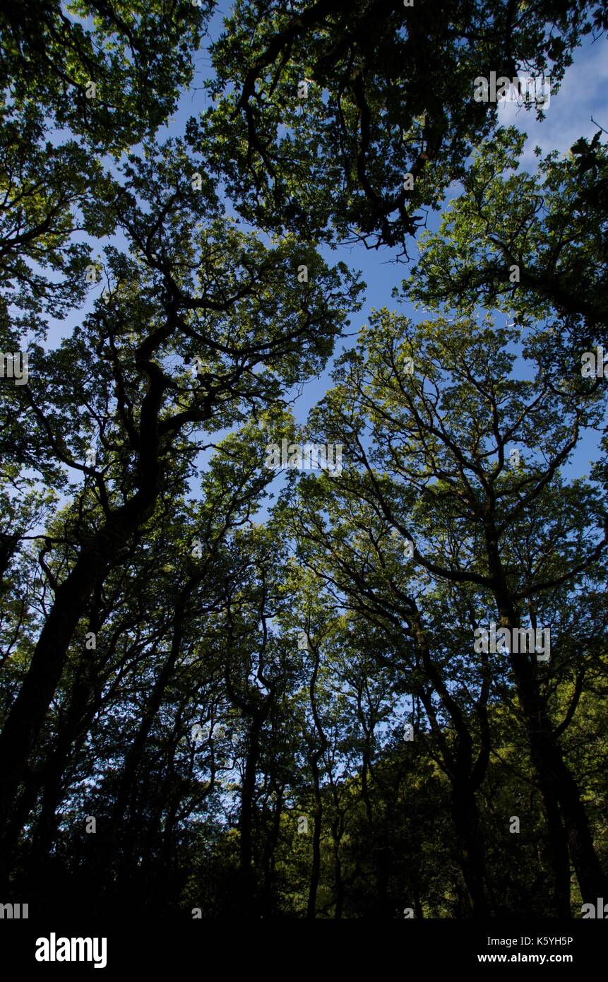 Canopy shyness hi-res stock photography and images - Alamy