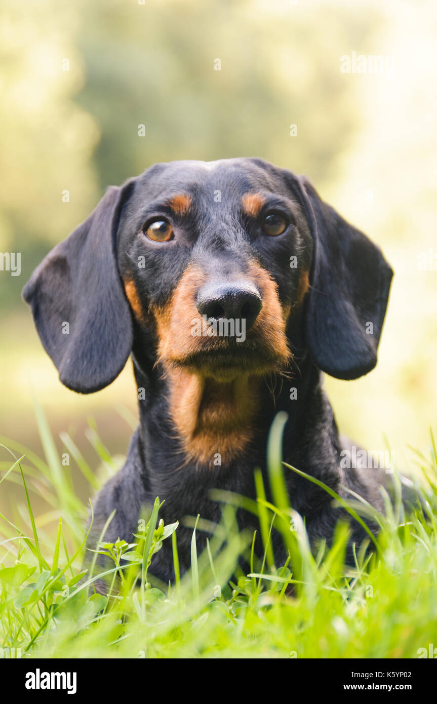 Portrait of a dachshund in the nature with blurred background. Stock Photo