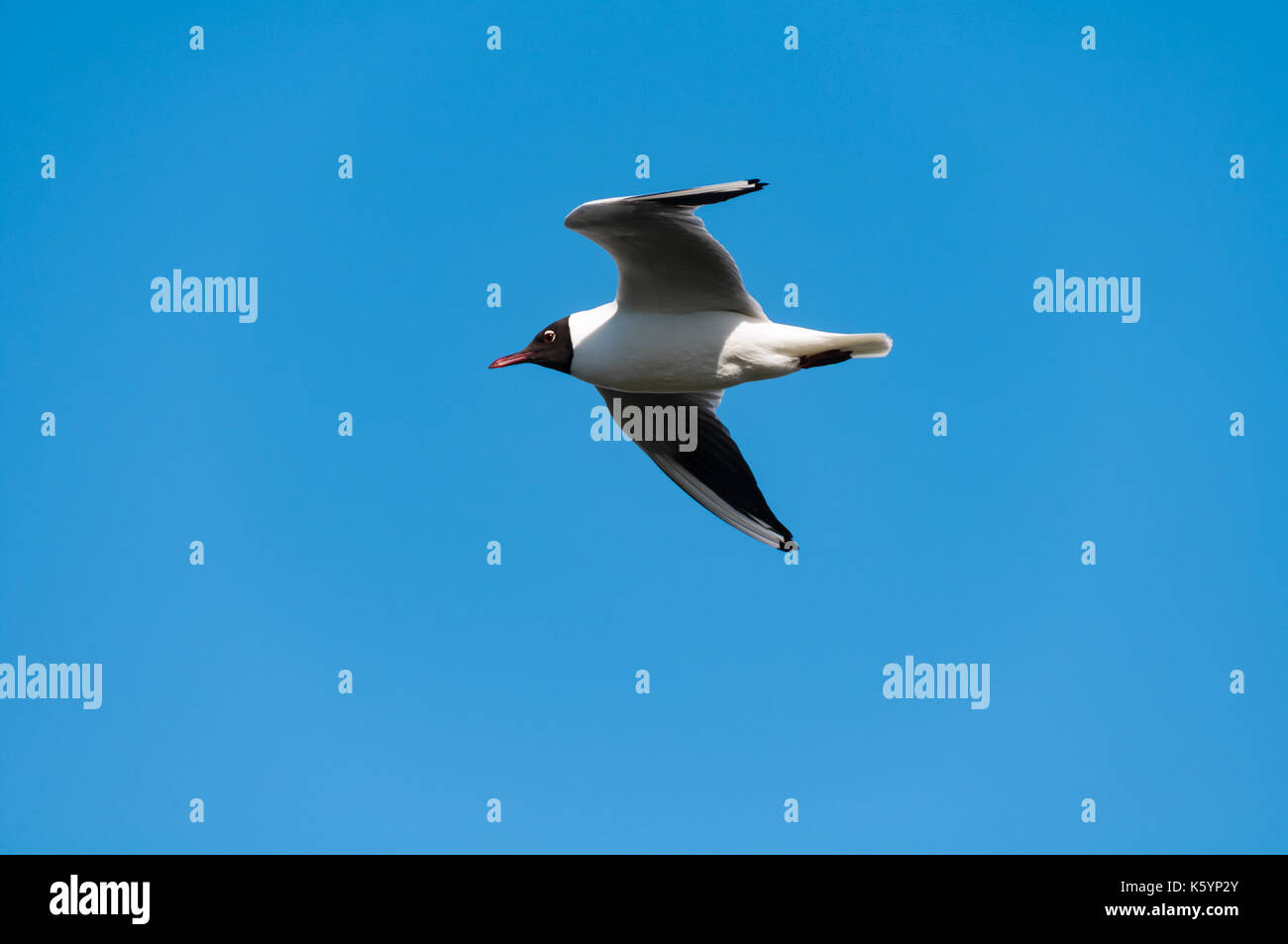 A seagull flying in the beautiful blue sky. Stock Photo